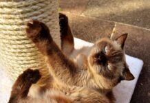 Een aansprakelijkheidsverzekering afsluiten regel je online