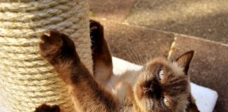 Een aansprakelijkheidsverzekering afsluiten regel je online