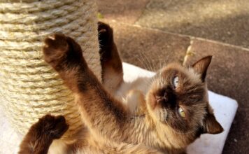 Een aansprakelijkheidsverzekering afsluiten regel je online