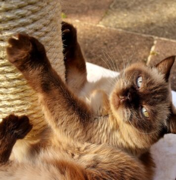 Een aansprakelijkheidsverzekering afsluiten regel je online