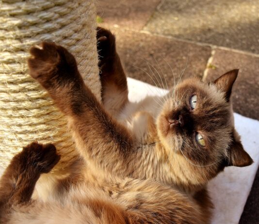 Een aansprakelijkheidsverzekering afsluiten regel je online