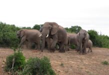 Voorbereid op reis: Vaccinaties voor Zuid-Afrika en Reisprik-tips