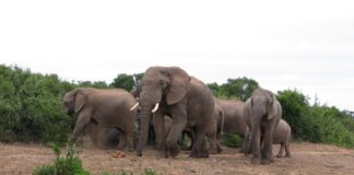 Voorbereid op reis: Vaccinaties voor Zuid-Afrika en Reisprik-tips