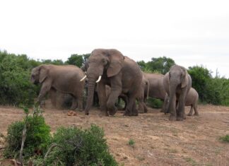 Voorbereid op reis: Vaccinaties voor Zuid-Afrika en Reisprik-tips