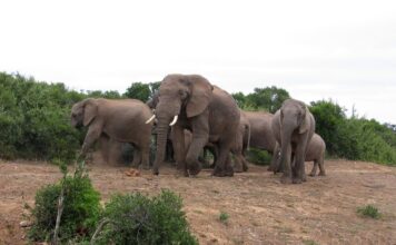 Voorbereid op reis: Vaccinaties voor Zuid-Afrika en Reisprik-tips