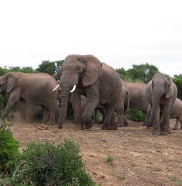 Voorbereid op reis: Vaccinaties voor Zuid-Afrika en Reisprik-tips