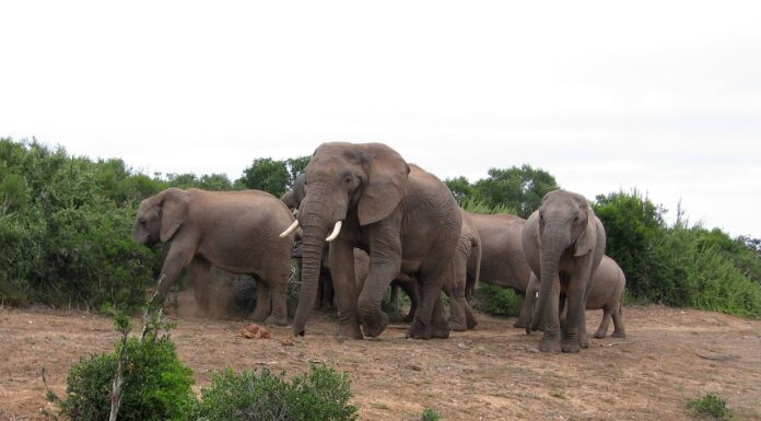 Voorbereid op reis: Vaccinaties voor Zuid-Afrika en Reisprik-tips