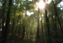 Hoe memes culturen verbinden en taalbarrières doorbreken